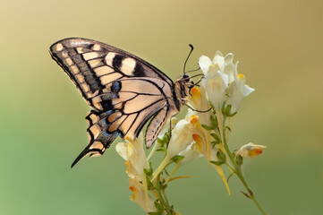Wonderful butterfly Papilio machaon   on a summer day on a forest flower in a forest glade