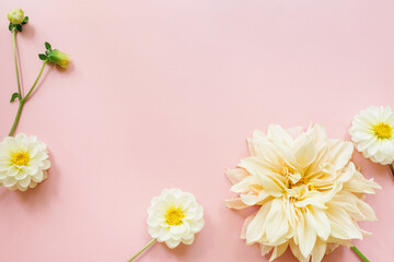 White flowers dahlias on pink background. Flowers composition. Flat lay, top view, copy space. Summer, autumn concept.