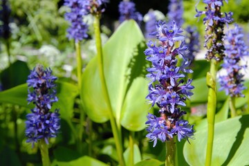 Obraz premium Pontederia cordata (common name pickerelweed or pickerel weed), a monocotyledonous aquatic plant. Closeup