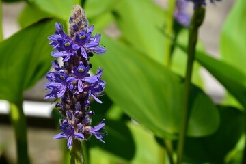 Pontederia cordata (common name pickerelweed or pickerel weed), a monocotyledonous aquatic plant. Closeup