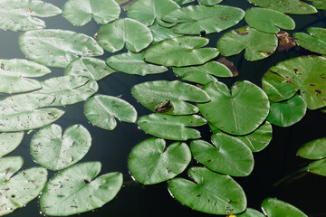 Lotus leaves on the surface of the pond with small green frog in the middle 
