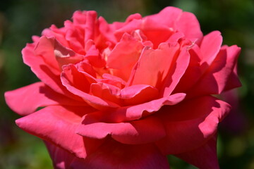 Beautiful Rose flower, closeup. Pink Rose (latin: Rosa genus) on the branch. Colorful, delicate rose in the garden. Closeup