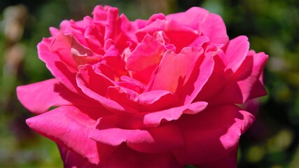 Beautiful Rose flower, closeup. Pink Rose (latin: Rosa genus) on the branch. Colorful, delicate rose in the garden. Closeup