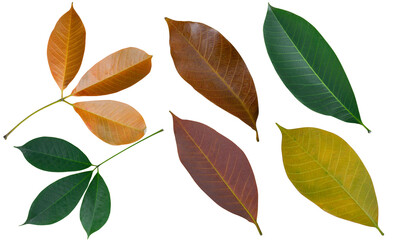 The leaves of the isolated rubber tree are found in Asia