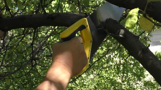 Gardener's hands small saws sawing a branch of a fruit tree in the garden, pruning trees and branches, garden work.