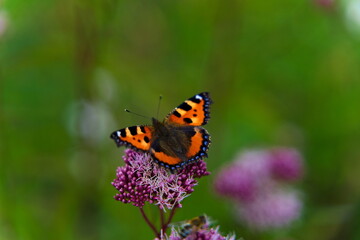 Fototapeta na wymiar Butterfly with open wings sitting on a purple oregano plant.