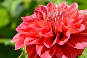 Dahlia Georginia beautiful flower closeup. Macro of single pink Dahlia grade Lilac time.