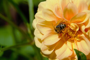 Beautiful Rose flower, closeup. Delicate Tea Rose (latin: Rosa genus) flower Rose with yellow orange petals and bee (Apis Mellifera) inside it