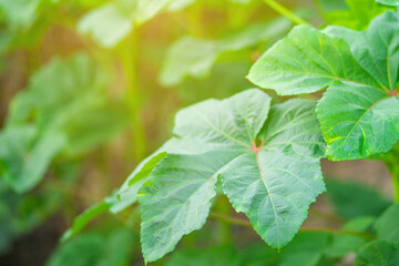 Close up shot of okra leaves which planting on the agricultural field, Lady finger leaves