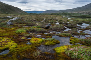 Salmon fishing in Greenland tundra river