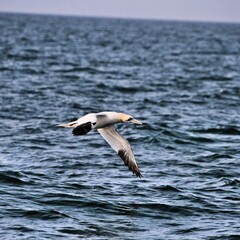 Gannet in flight at Bempton Cliffs
