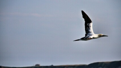 Gannet in flight at Bempton Cliffs