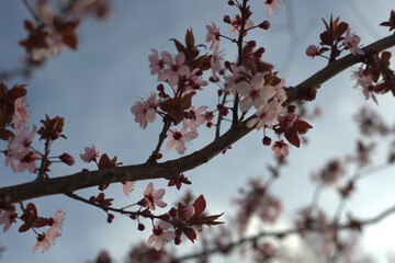 pink cherry blossom