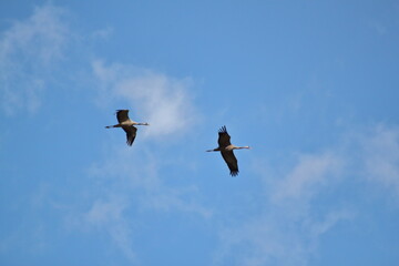 Cranes flying - Grus grus