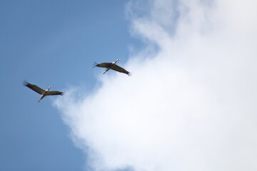 Cranes flying - Grus grus