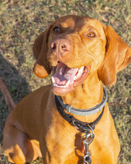 Adorable young short-coated purebred ginger red Hungarian Vizsla dog seen outdoors on a summer day