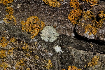 Rock covered with multi-colored cinder lichen.