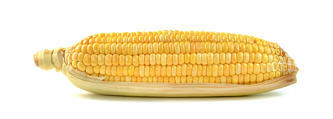 sweet corn isolated on white background