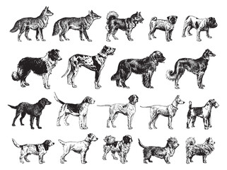 Dog collection - vintage engraved vector illustration from Larousse du xxe siècle - 374842632