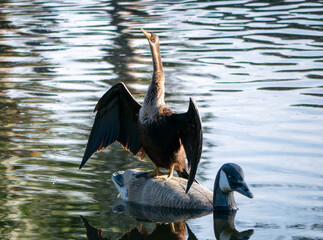 Florida Anhinga perched on a Duck
