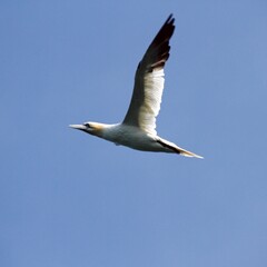 Gannet in flight at Bempton Cliffs