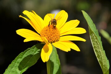 Heliopsis helianthoides (common names rough oxeye, smooth oxeye, false sunflower) yellow flower with a bee or honeybee (Apis Mellifera)