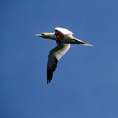 Gannet in flight at Bempton Cliffs