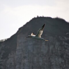 Gannet in flight at Bempton Cliffs