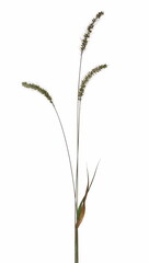 Dry grass, field plants isolated on white background with clipping path