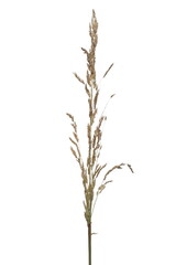 Dry grass, field plants isolated on white background with clipping path