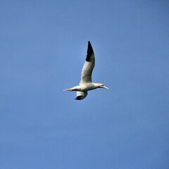 Gannet in flight at Bempton Cliffs