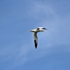 Gannet in flight at Bempton Cliffs