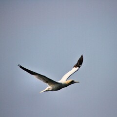 Gannet in flight at Bempton Cliffs