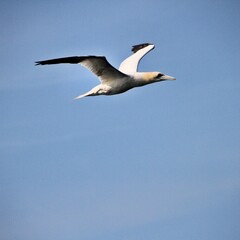 Gannet in flight at Bempton Cliffs