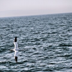 Gannet in flight at Bempton Cliffs
