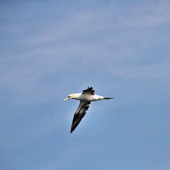 Gannet in flight at Bempton Cliffs
