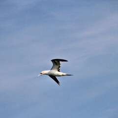 Gannet in flight at Bempton Cliffs