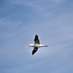 Gannet in flight at Bempton Cliffs