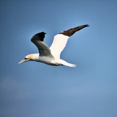 Gannet in flight at Bempton Cliffs