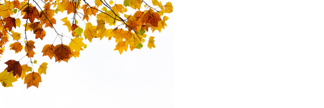 Colorful autumnal leaves on white panoramic background with copy space. Autumn web banner, fall header