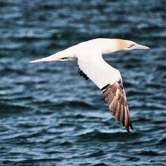 Gannet in flight at Bempton Cliffs