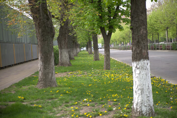 tree in the park