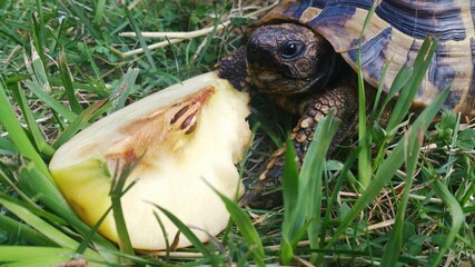 Schildkröte