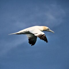 Gannet in flight at Bempton Cliffs