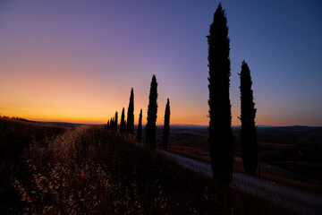 Tourism in Tuscany. Silhouettes of cypress trees around the road against the orange-blue evening...