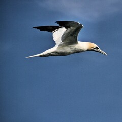 Gannet in flight at Bempton Cliffs