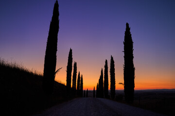 Tourism in Tuscany. Silhouettes of cypress trees around the road against the orange-blue evening sky. A typical landscape element of Tuscany.