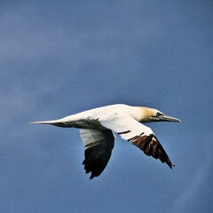 Gannet in flight at Bempton Cliffs