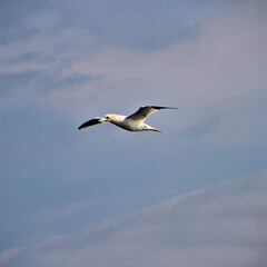 Gannet in flight at Bempton Cliffs