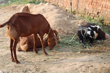goat a dairy animal from indian breed of goats